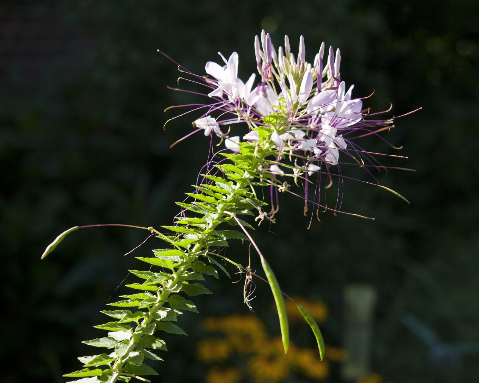 Timothy Day garden